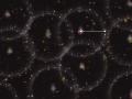 20 Ocak 2014 : SDSS-III Tarafndan Tespit Edilen itsel Baryon Salnmlar