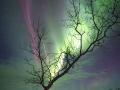 20 Mart 2017 : Kutup Işıkları Ağacı